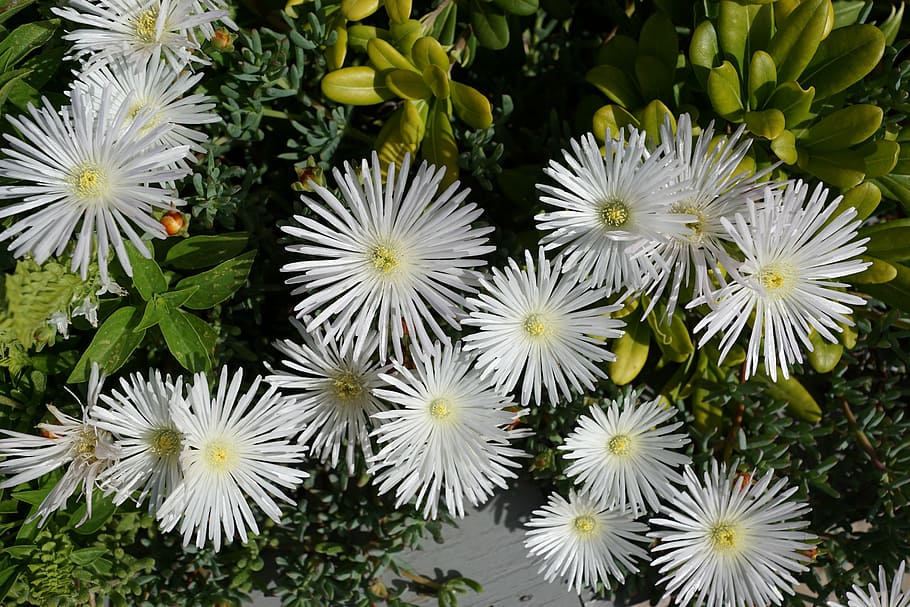 flower, white, aster, plant, nature, flowering plant, fragility HD wallpaper