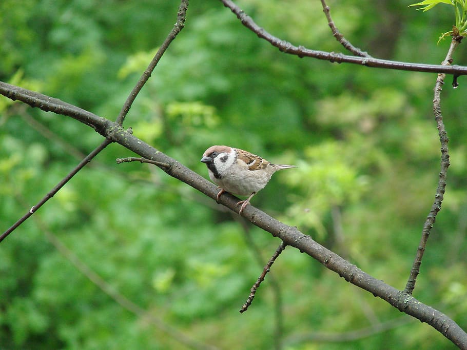 sparrow, curiosity, birds, nature, wildlife, animal, branch HD wallpaper