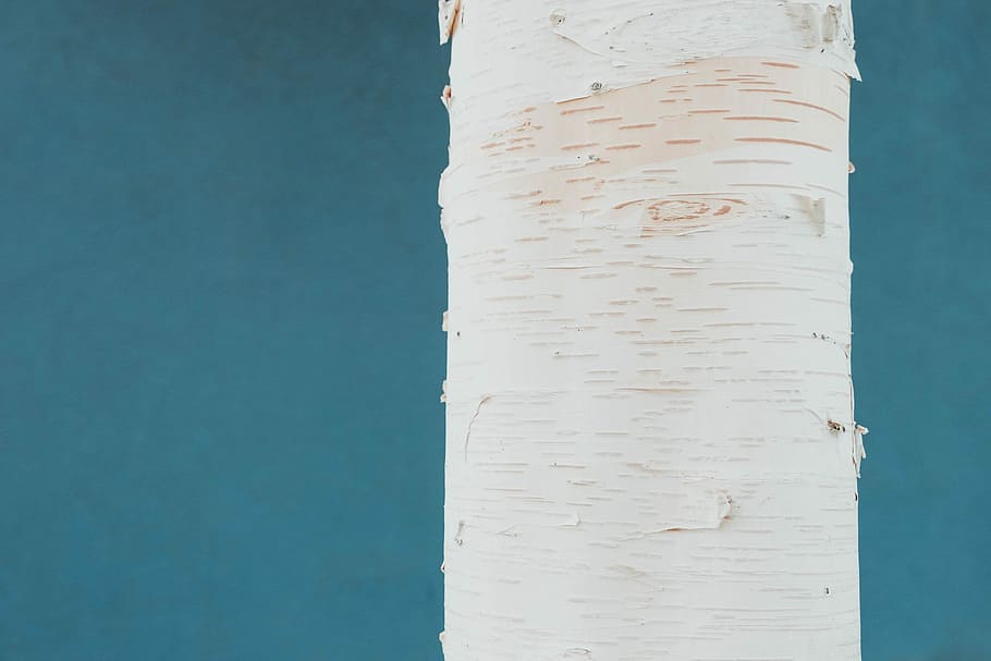 untitled, tree, bark, white, texture, grain, blue, no people HD wallpaper