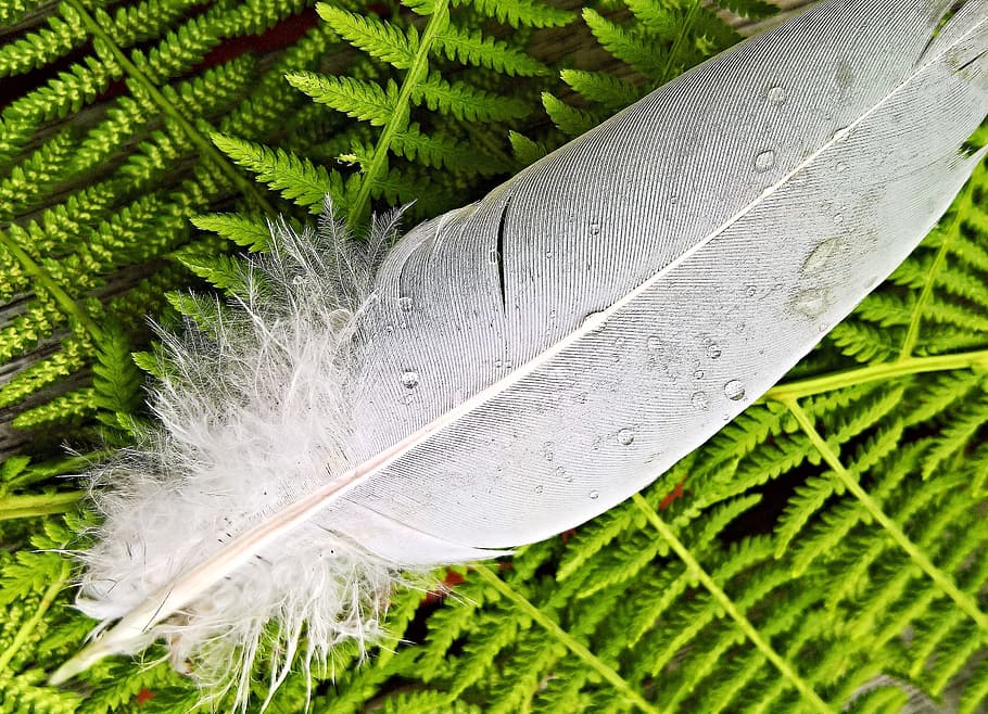 gray feather on green leaves, spring, bird feather, plumage HD wallpaper