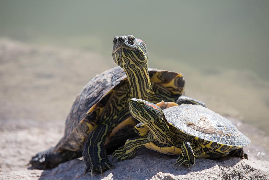 turtle, reptile, tortoise, shell, nature, animal themes, animal wildlife HD wallpaper