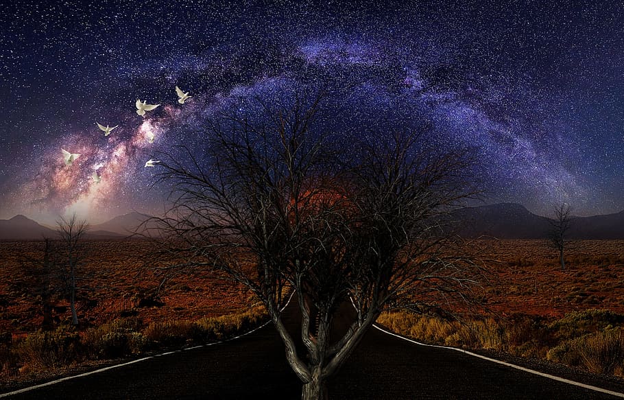 dawn, sky, evening, panorama, in the, nature, landscape, tree HD wallpaper