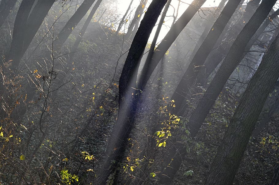 forest, sun rays, solar light, tree, atmosphere, sunshine, autumn HD wallpaper
