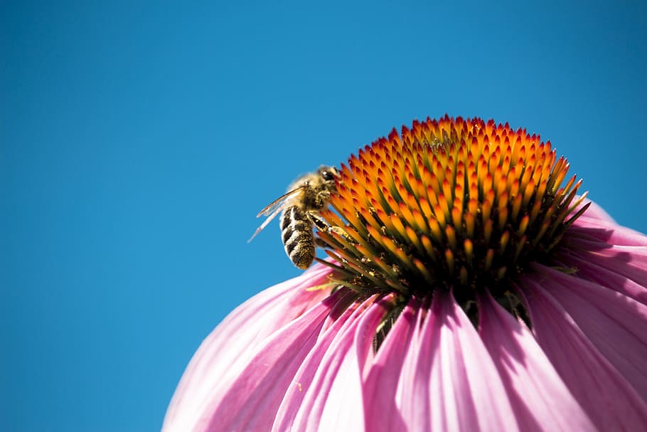 nature, bee, macro, flower, one animal, flowering plant, animal themes HD wallpaper