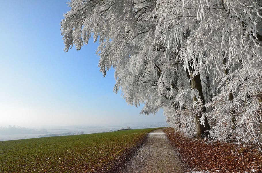 Snow, Winter, Landscape, Field, wide, tree, hoarfrost, ulm HD wallpaper