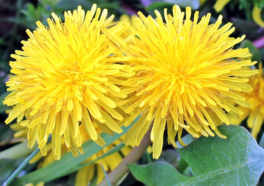 dandelion, nature, flower, spring, summer, flowers, yellow HD wallpaper