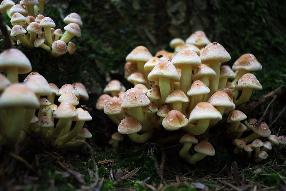 forest, mushroom, mushroom picking, gift, tree stump, autumn beginning HD wallpaper