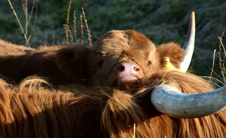 calf, cow, galloway, highland beef, snuggle, tender, rest, cling, HD wallpaper