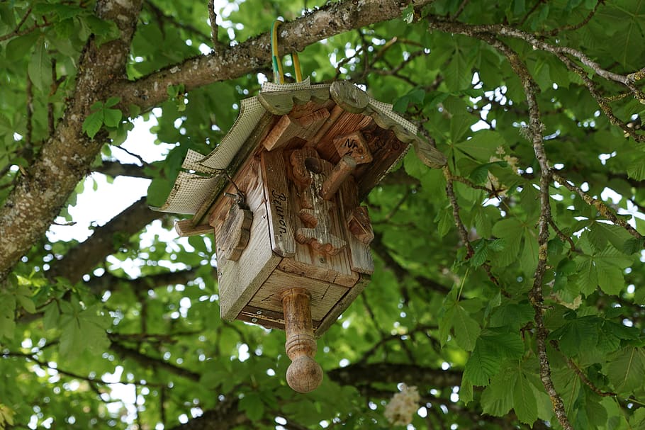 aviary, tree, nature, birdhouse, low angle view, plant, wood - material HD wallpaper