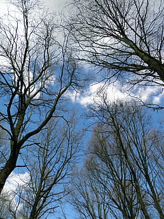 trees, aesthetic, sky, clouds, blue, nature, forest, spring HD wallpaper