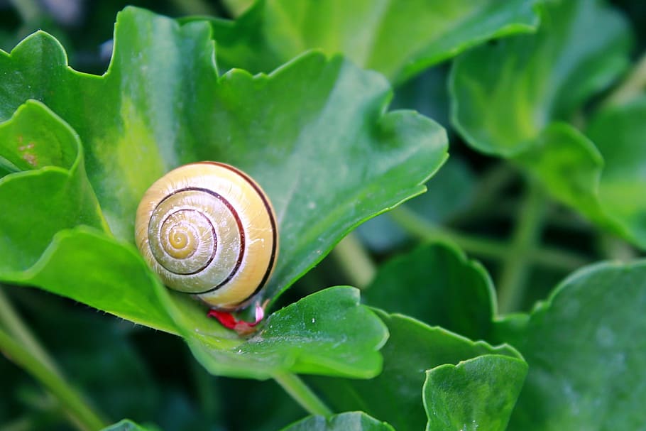 snail, shell, mollusk, close, slowly, snail shell, reptile HD wallpaper