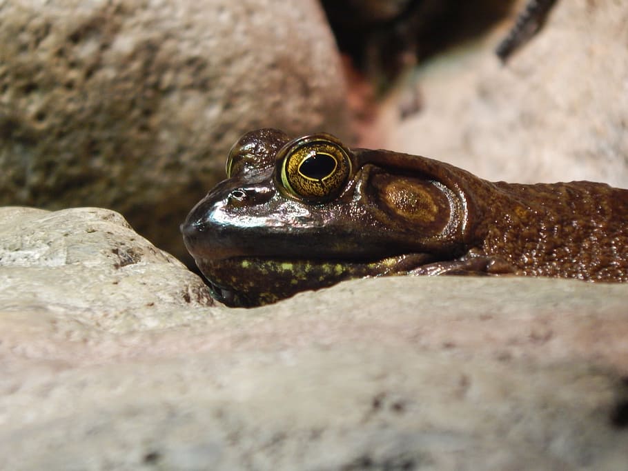 frog, eyes, reptile, animals in the wild, animal themes, animal wildlife HD wallpaper