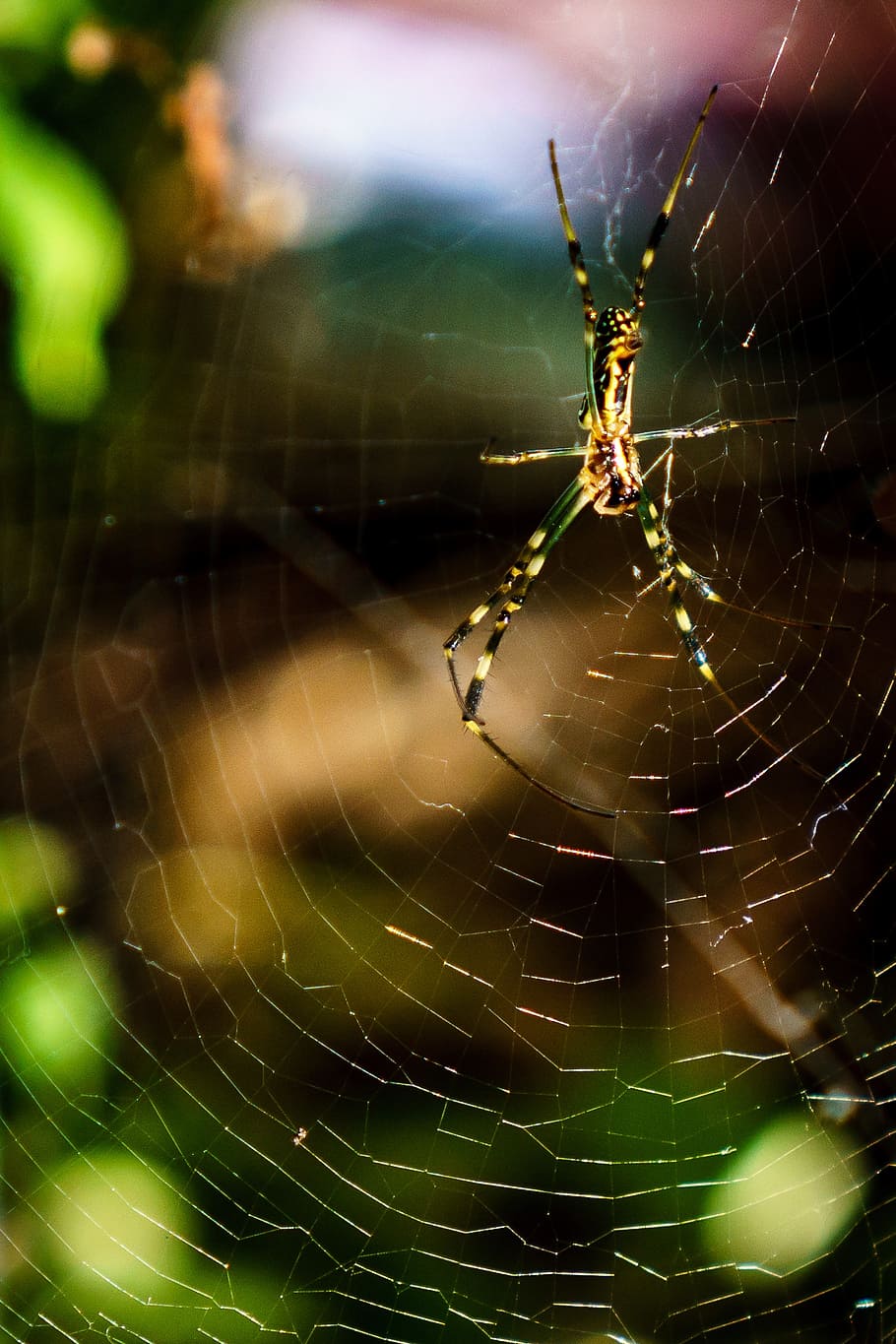 Hd Wallpaper Spider Web Insect Arachnid Cobweb Spooky Nature Scary Wallpaper Flare