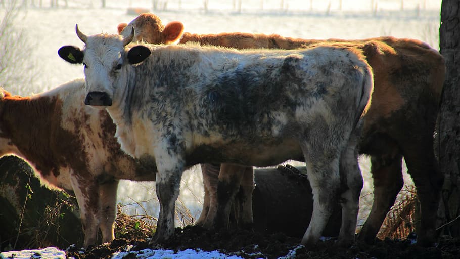 cow, beef, calf, back light, farm, cattle, animals, agriculture HD wallpaper