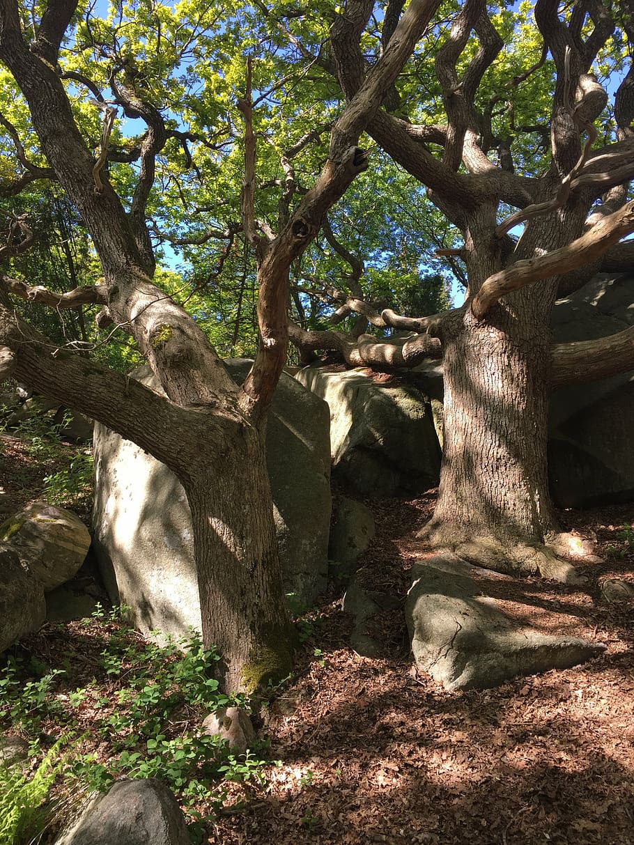 tree, gnarled, leaf, nature, plant, tree trunk, growth, land HD wallpaper