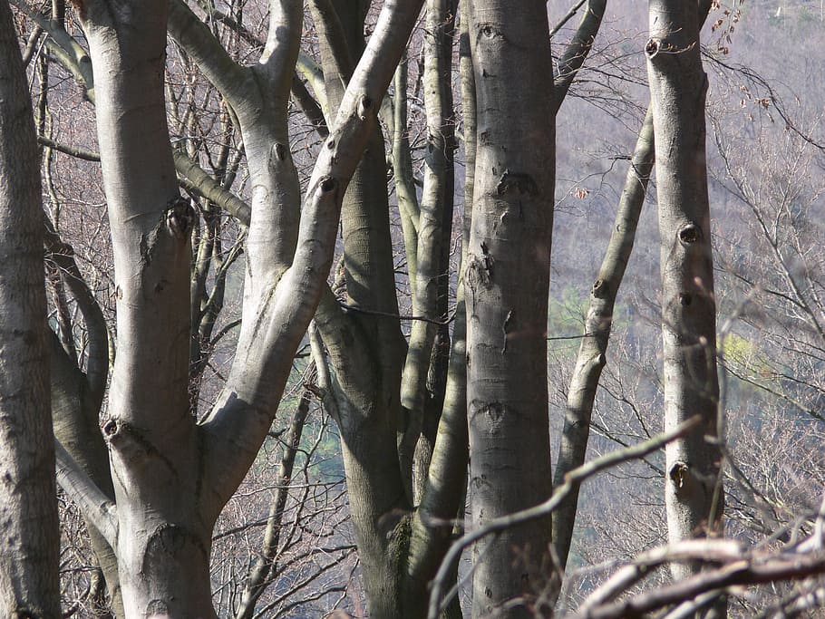 beech, tribe, booking master, forest, branch, bark, strains HD wallpaper