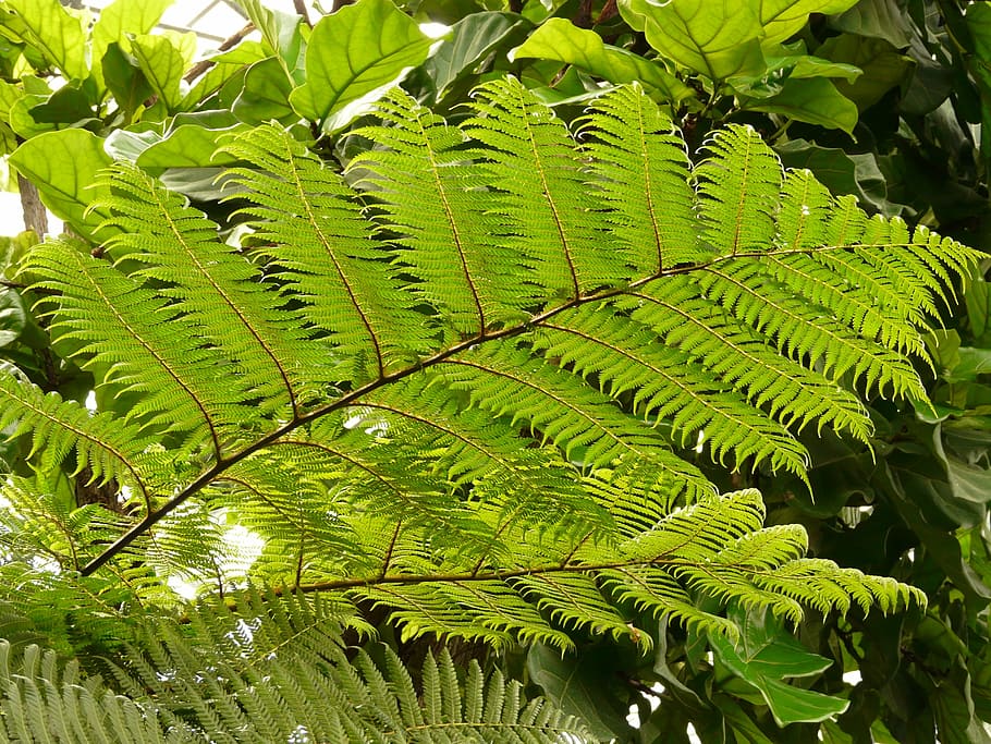 Tree Fern, Dicksonia Antarctica, plant, ferns, green, leaf