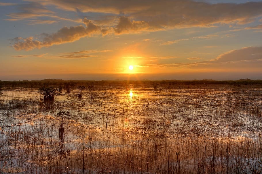 photo of brown grass field filled with water during golden hour HD wallpaper