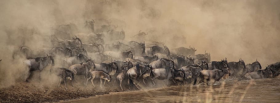 wildebeest about to cross at the river painting, River Crossing, HD wallpaper