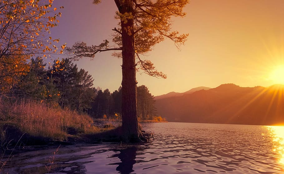 tree near body of water at sunset, nature, landscape, river HD wallpaper