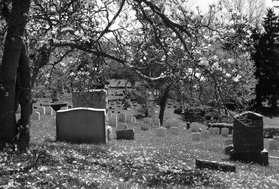 cemetery, graveyard, magnolia tree, gravestone, tombstone, dead, HD wallpaper