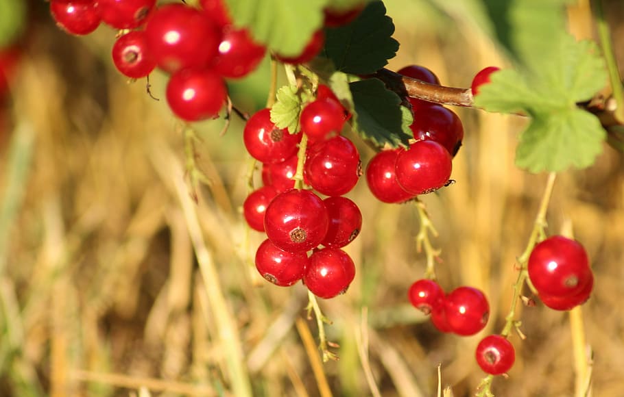 red fruits plant, currant, mature, vitamins, natural, bush HD wallpaper