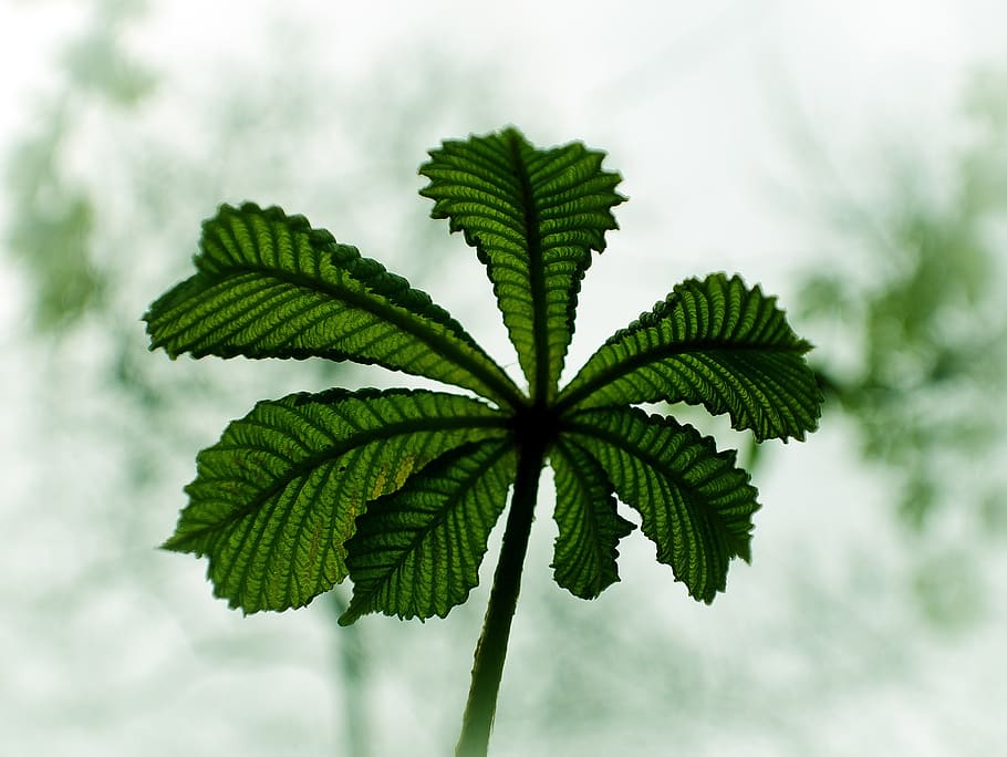 summer, leaf, nature, spring, macro, leaves, green, background HD wallpaper
