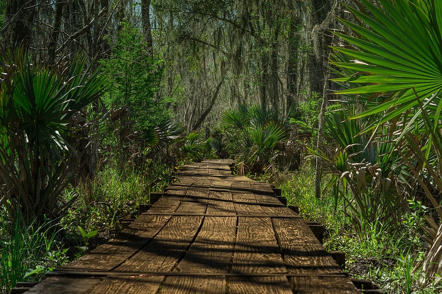 brown wooden pathway surrounded by fan palm, empty pathway surrounded by plants HD wallpaper