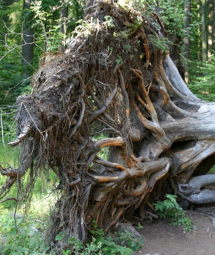 root, tree root, pulled out, upset, bavarian forest, plant HD wallpaper