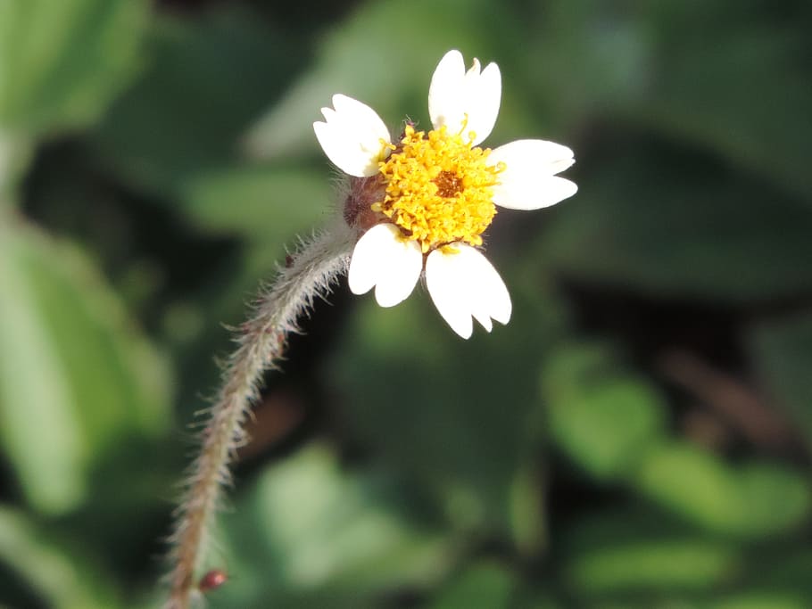 flower, nature, fragile, spring, garden, tranquility, flowers HD wallpaper