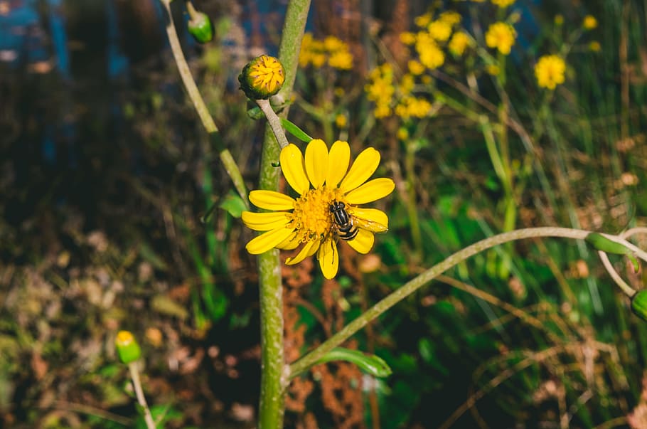 Yellow Flower With Bee, animal, beautiful, bloom, blooming, blossom HD wallpaper