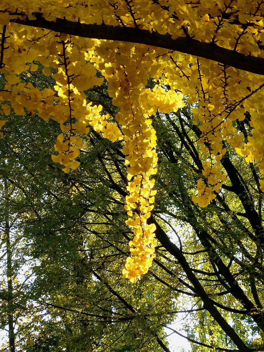 branch, tree, leaf, leaves, colorful, gold, autumn, autumn tree HD wallpaper