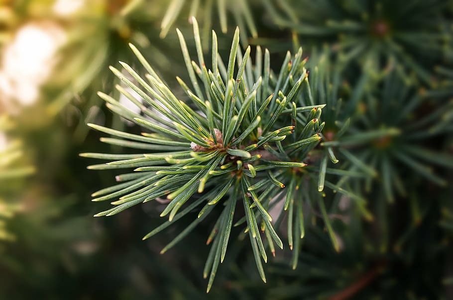 pine branch, needle, conifer branch, green, plant, nature, close HD wallpaper