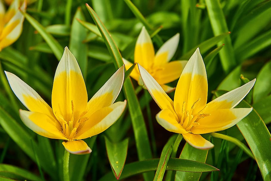 tarda tulip, tulipa tarda, star-tulip, lily family, liliaceae, HD wallpaper