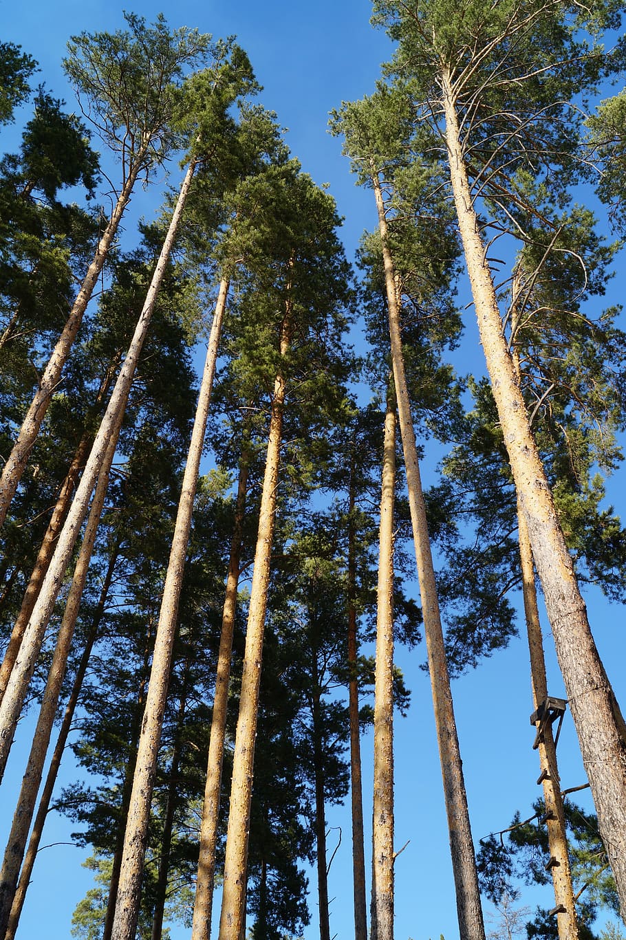 pine, height, trunk, sky, peyazh, plant, tree, low angle view HD wallpaper