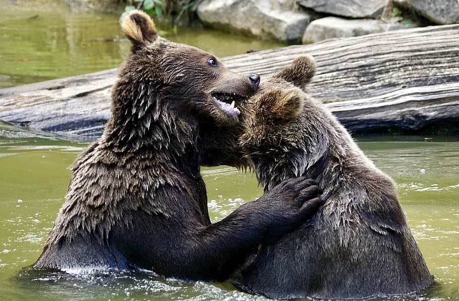 Brown Bears, Animals, young bear, nature, predator, mammals HD wallpaper