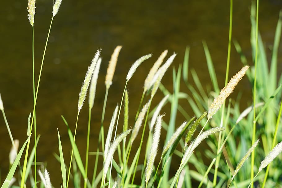 halme, grasses, river, growth, plant, close-up, beauty in nature HD wallpaper
