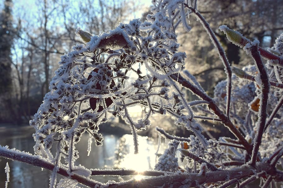 winter, frost, cold, wintry, hoarfrost, branch, frozen, cold temperature HD wallpaper