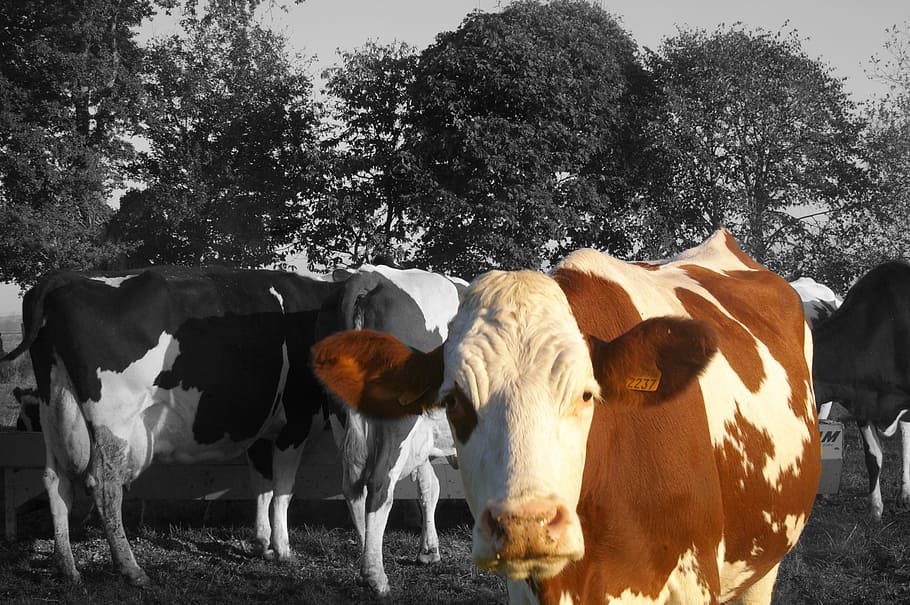 cow, animals, herd, animal themes, domestic, domestic animals HD wallpaper