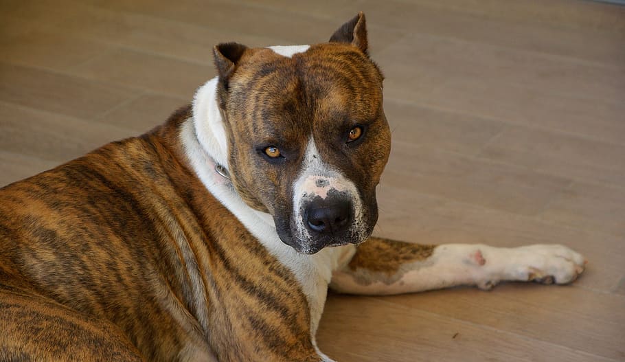 brindle and white American Staffordshire Terrier lying on brown parquet flooring close-up photo