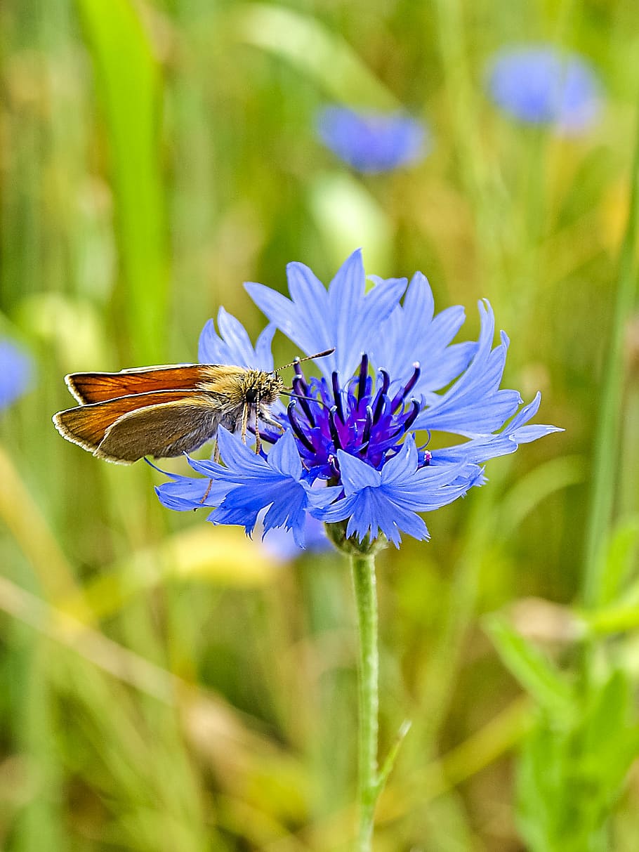 skipper, butterfly, insect, flower, cornflower, nature, flowering plant HD wallpaper