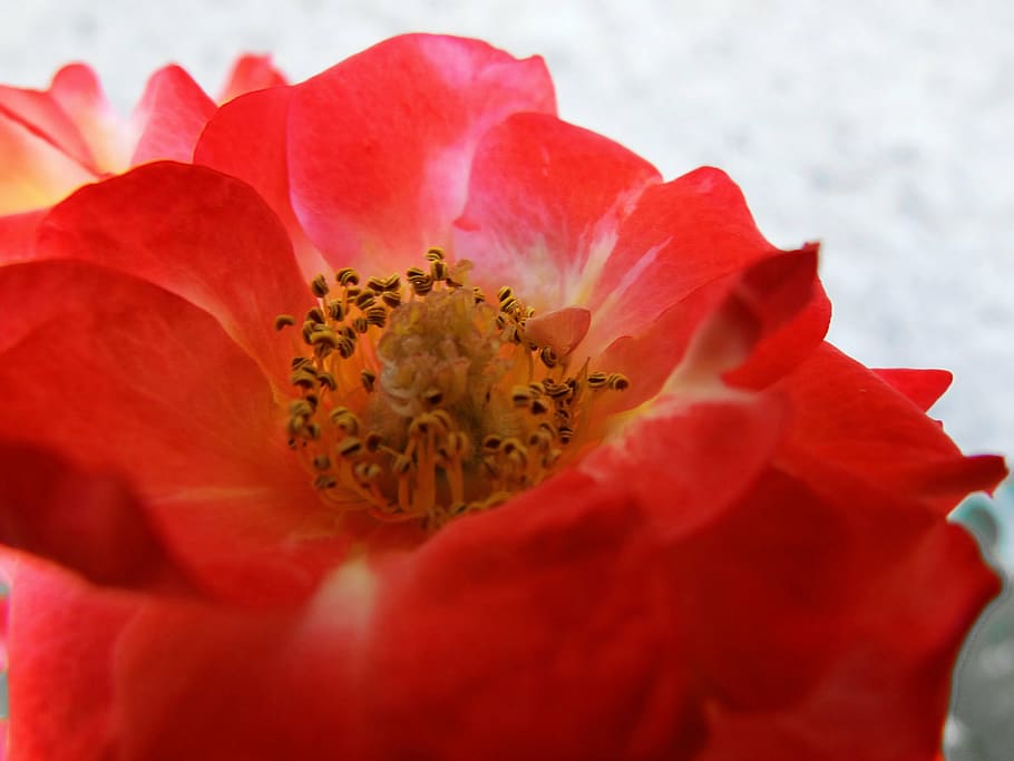 flower, pistils, rosa, red, flowering plant, petal, freshness HD wallpaper