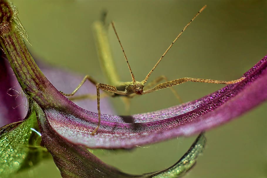 stick insect, leaf, macro, close-up, plant, flower, beauty in nature HD wallpaper