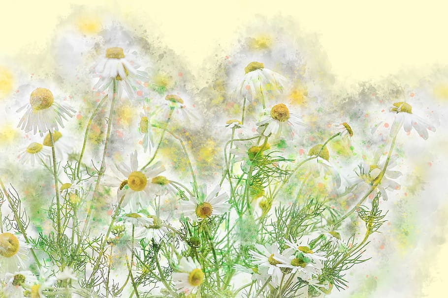 white daisy flowers illustration, chamomile, nature, plant, natural, HD wallpaper