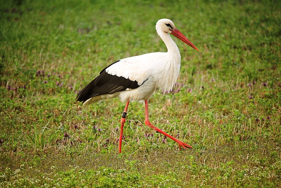 stork, bird, eastern, meadow, foraging, animal wildlife, white stork HD wallpaper