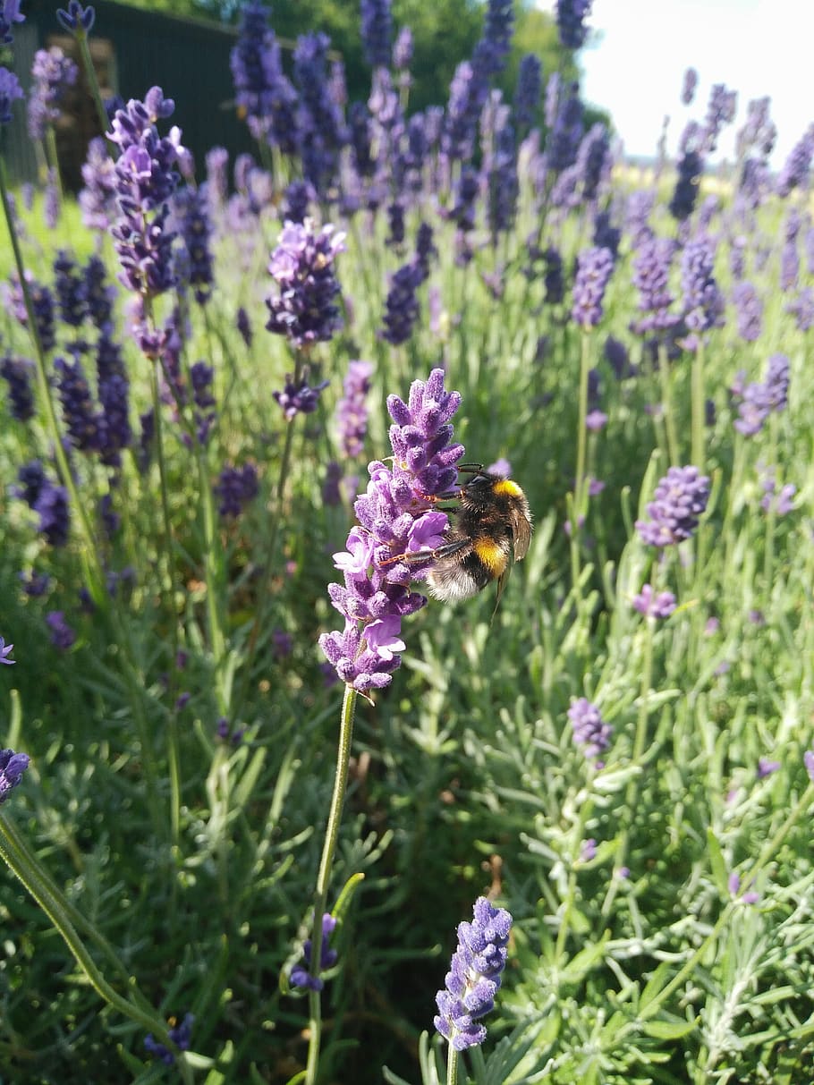 lavender, bumblebee, purple, flower, flowering plant, insect HD wallpaper