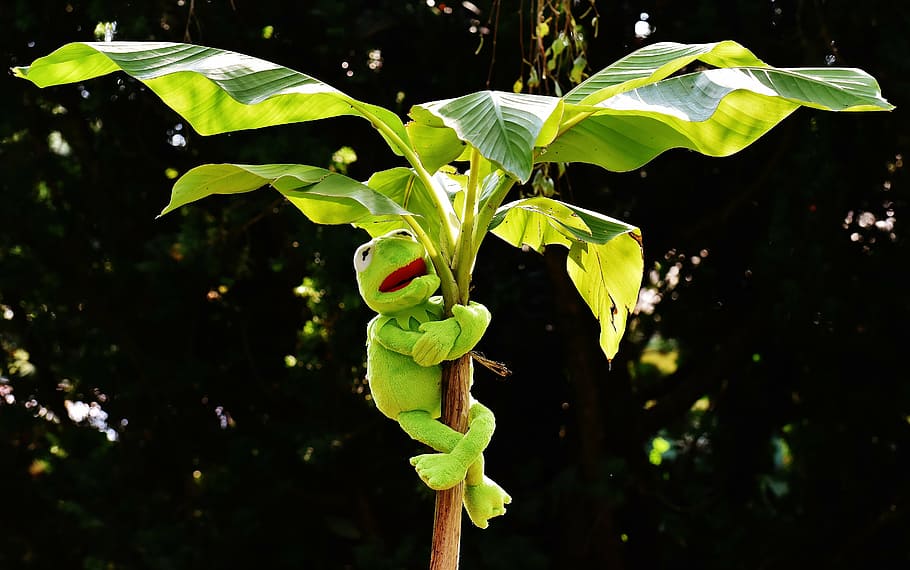 exasperate, kermit, frog, kermit frog, green, toys, soft toy HD wallpaper