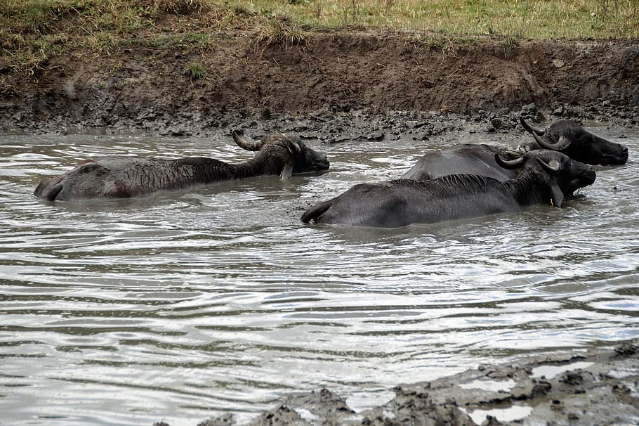 buffalo, mud, take a bath, female, scot, tur, farm animal, milk HD wallpaper