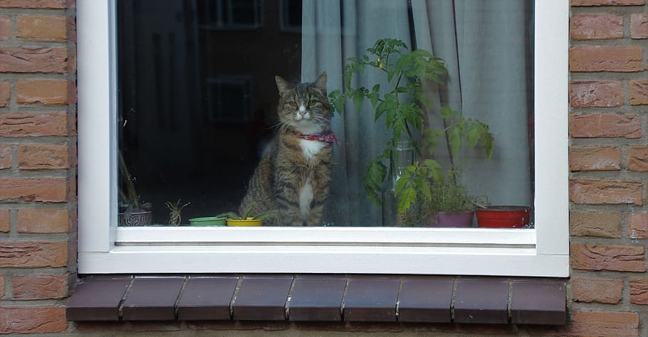 Cat, Window, Portrait, looking, sitting, pet, domestic, feline HD wallpaper