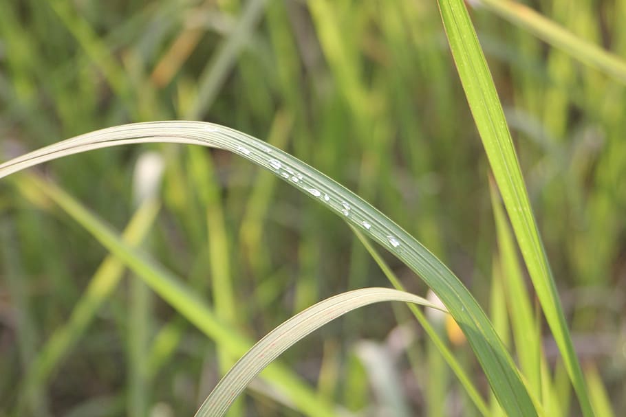 grass, water drops, plant, growth, green color, nature, beauty in nature HD wallpaper
